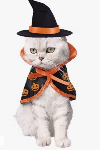 Cat small dog halloween - dog,