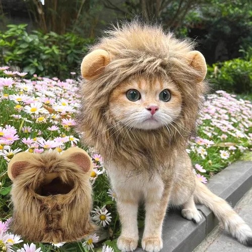 Cute cat lion - cat, dog
