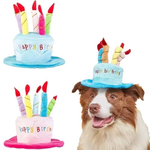 Pet birthday hat - birthday, dog