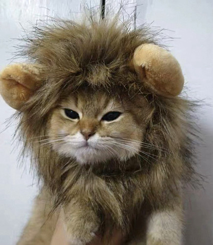 Cat dog lion mane costume - mane, soft
