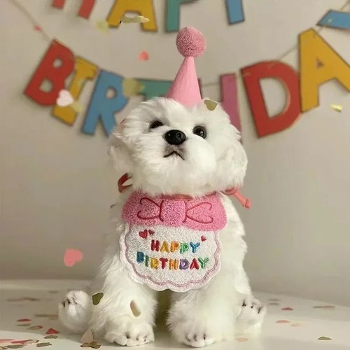 Cat dog birthday hat - cat, set