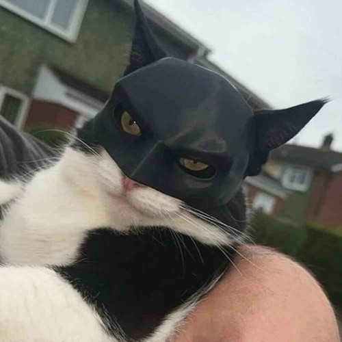 Black cat bat - bat, superhero