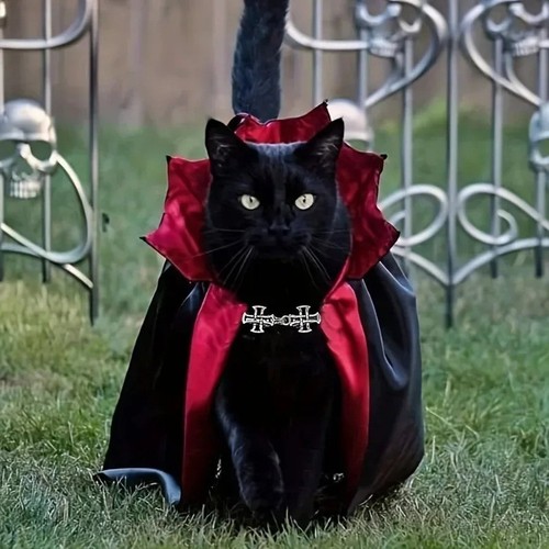 Halloween pet cat dog vampire - pet,
