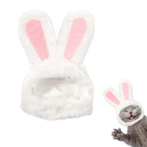 Cute costume bunny rabbit - costume,