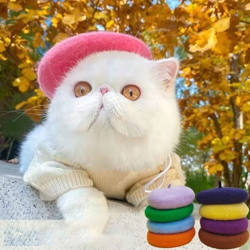 Solid color pet - solid,
