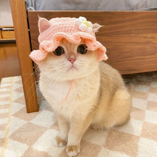 Cute flower cat - flower, hat