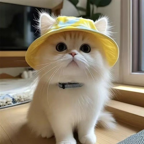 Cat sun hat with - cat, holes