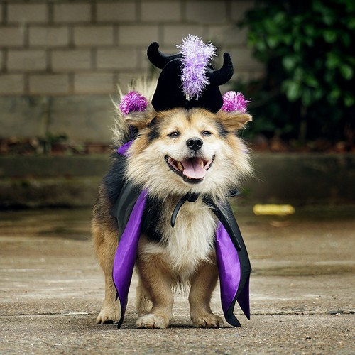 Halloween dog cat costume - dog,