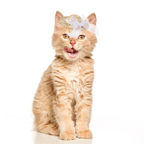 Hat cat straw woven - hat,
