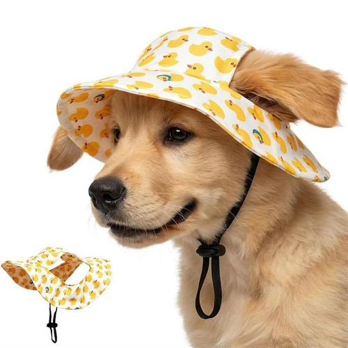 Dog cat sun - cat, pet
