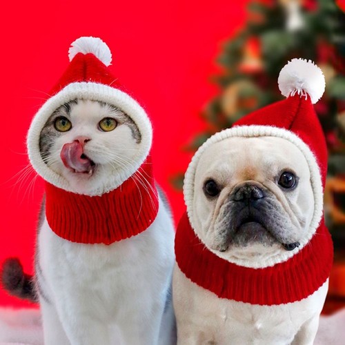 Wool pet winter hat - wool,